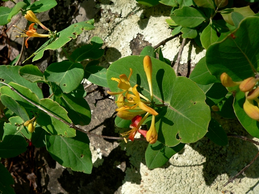 {Lonicera flava}